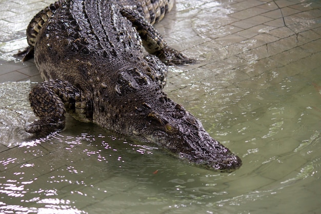 Crocodile in the water, In Pattaya Crocodile Farm and Zoo, Thailand