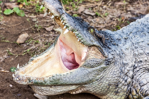 A crocodile with open mouth