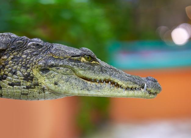 Crocodile young profile view Mexico