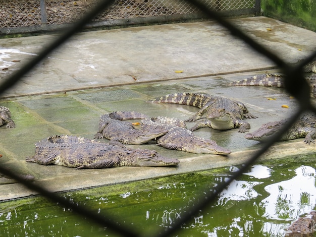 Crocodiles open mouth at farm.