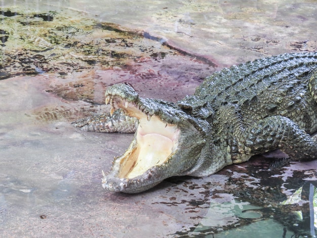 Crocodiles open mouth at farm.