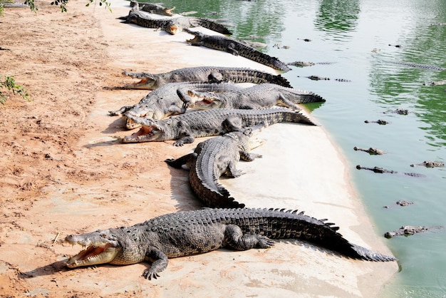 Crocodils