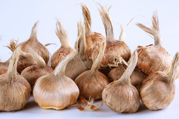 Crocus bulbs sativus on a white background Bulbs for planting saffron for getting the spice saffron