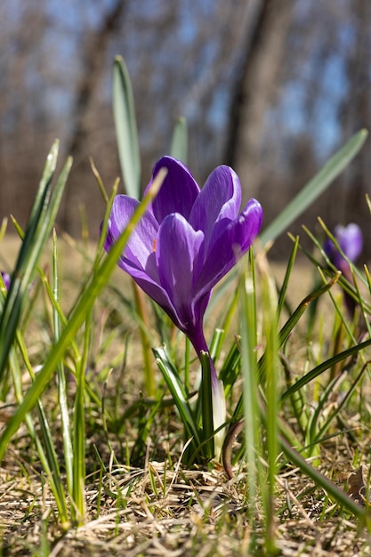 A crocus flower in the grass