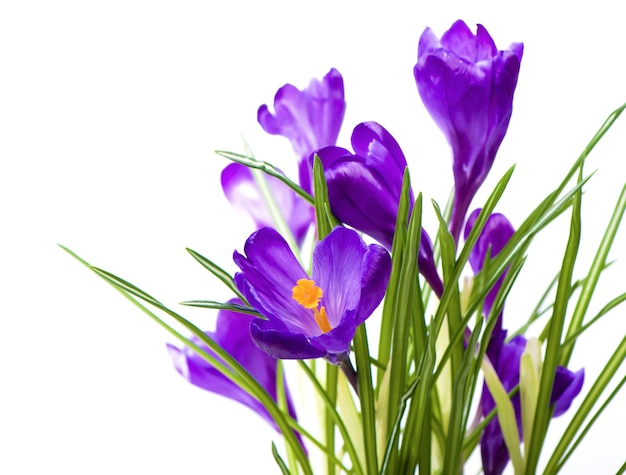 Crocus flower in the spring Purple crocuses isolated on white background