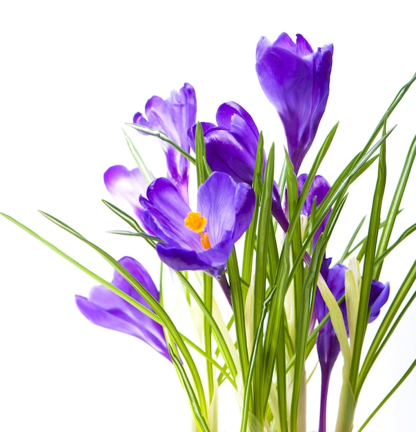 Crocus flower in the spring Purple crocuses isolated on white background