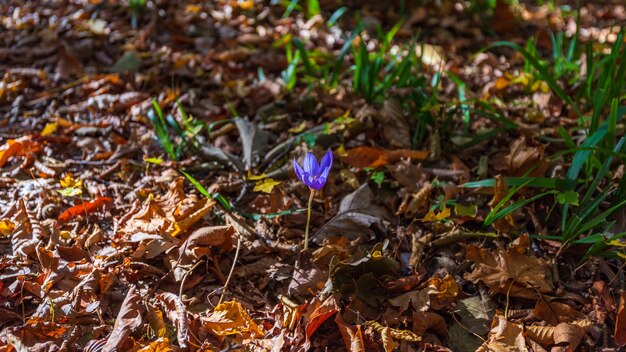 Crocus flower in yellow autumn forest