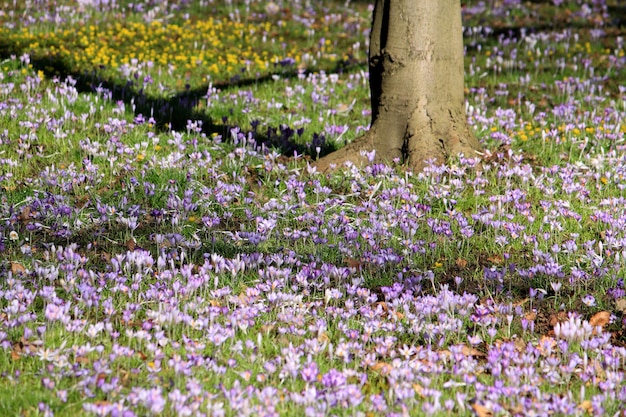 Photo crocus flower