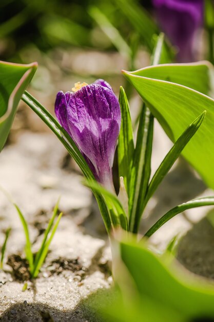 Photo crocus flower