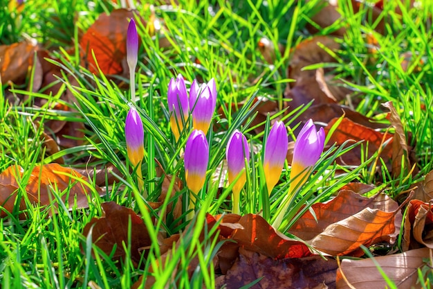 Photo crocus flowers during early spring season