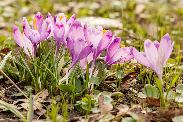 Crocus flowers in the grass with the word crocus on the bottom