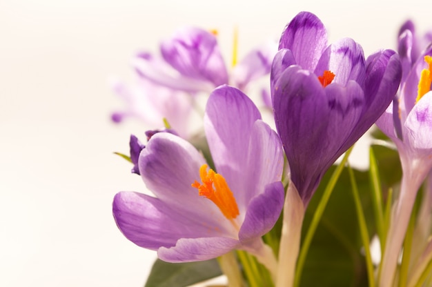 Crocus flowers isolated