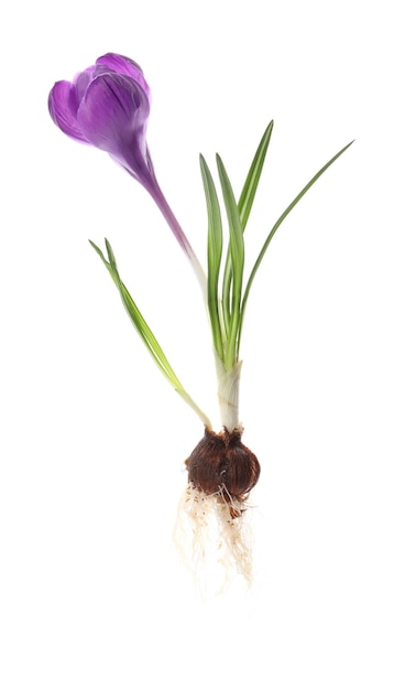 Crocus plant with purple flower isolated on white