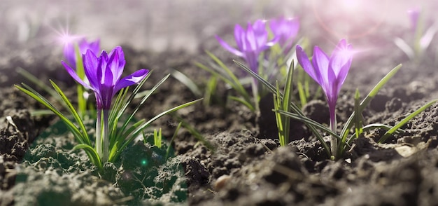 Crocus spring flower Purple Crocus Iridaceae