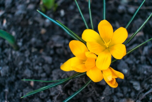 Crocus yellow multiple crocuses One crocus a bunch of crocuses crocus meadow full of crocus