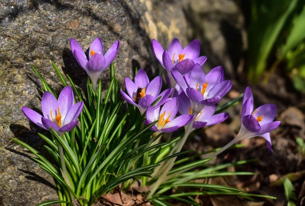 Photo crocuses bloom in a flower bed closeup