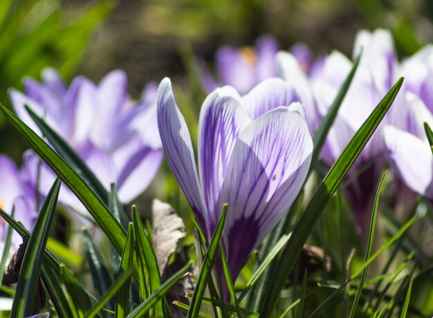 Crocuses blooming in the botanical garden