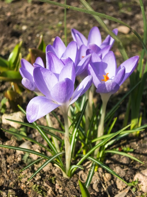 Crocuses blooming in the botanical garden 