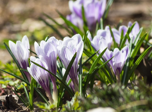 Crocuses blooming in the botanical garden