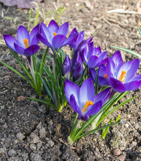 Crocuses blooming in the botanical garden 