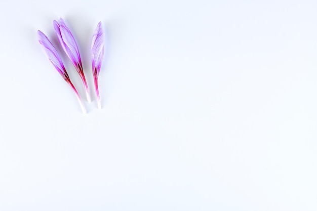 Crocuses in buds on a white background place for inscription or text