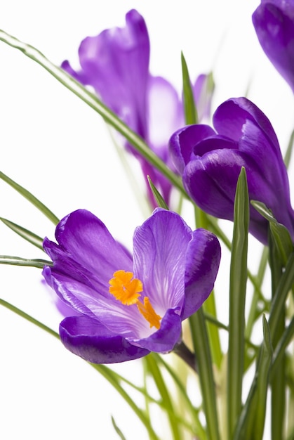 Crocuses Crocus flower in the spring isolated on white