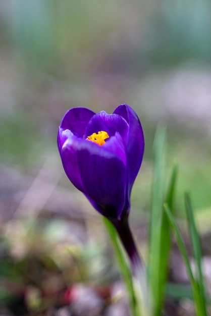 Crocuses Flowering in East Grinstead