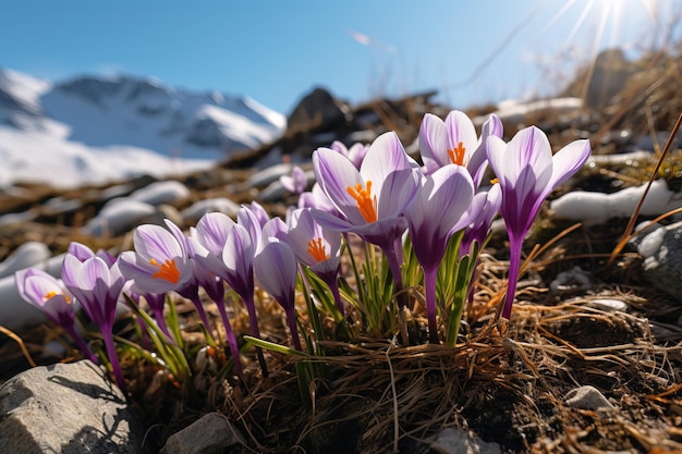 Crocuses in the mountains among the melting snow The first spring flowers