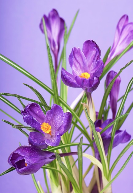 Crocuses spring flowers on a blue background