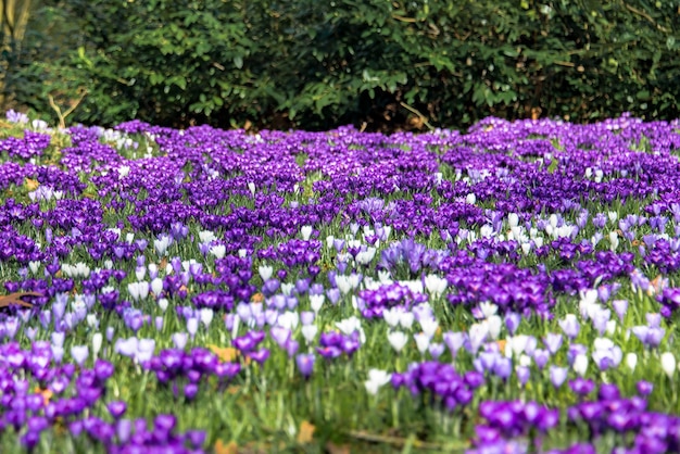 Crocuses at springtime blooming