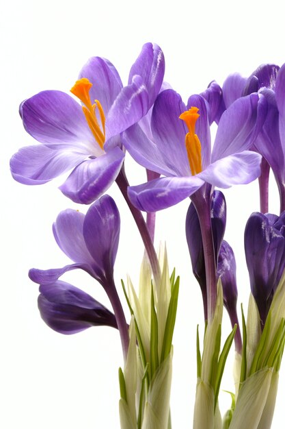 Crocuses on a white background