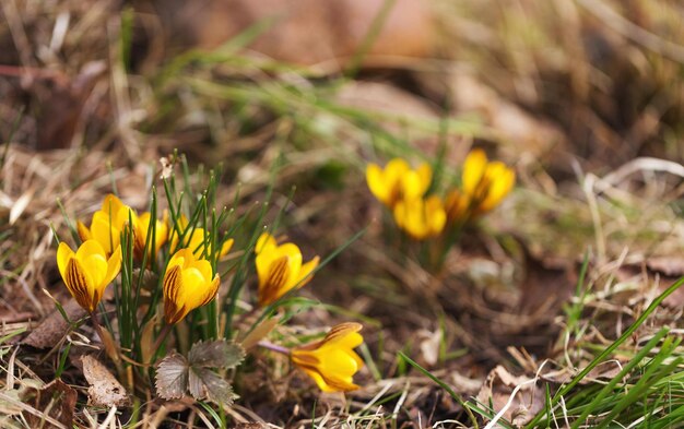 Crocuses yellow blossom on a spring sunny day in garden Beautiful first flowers for the design