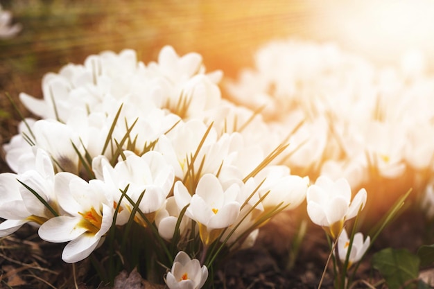 Crocuses yellow blossom on a spring sunny day in garden Beautiful first flowers for the design