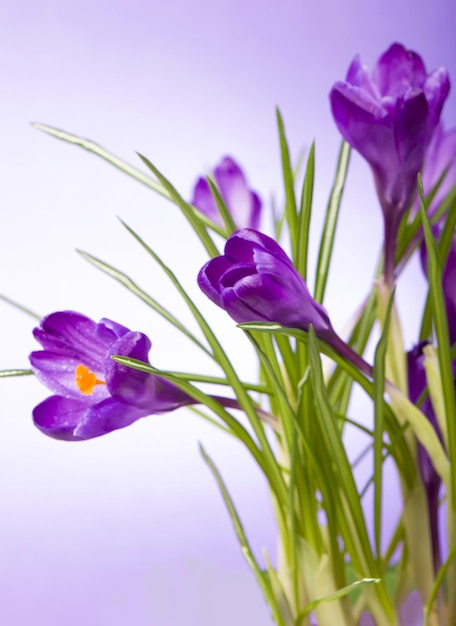 Crocuses yellow tulips bright spring flowers on wooden background