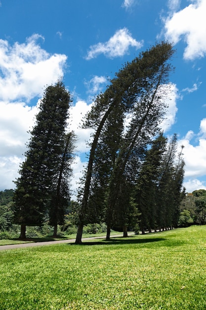 Crooked Cook Pines Araucaria columnaris