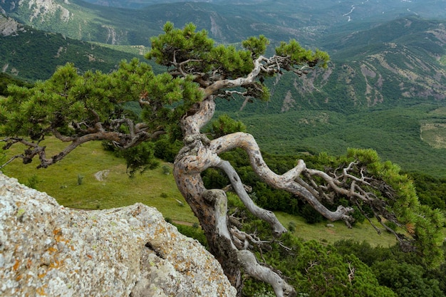 Crooked relic tree Pine grows on the edge of a mountain cliff against the backdrop of green mountains Mountain landscape