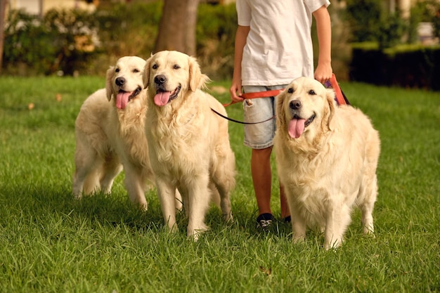 Crop anonymous kid standing on lawn with pack of obedient Golden Retriever dogs on leashes during stroll in summer park