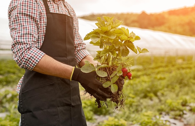 Crop farmer checking strawberry plant for disease