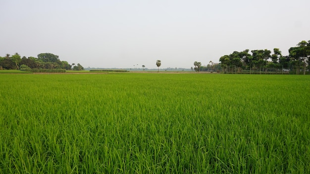 The crop field of landscape