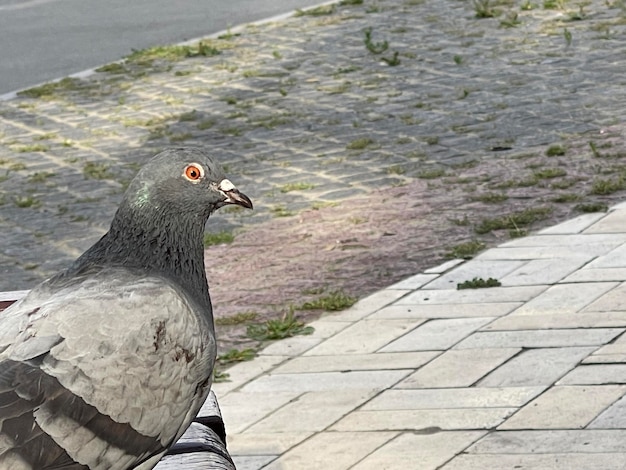 Cropped clsoe up of a curious pigeon looking to the camera sidewalk on background