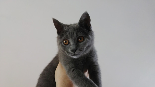 Cropped hand holding cat against white background