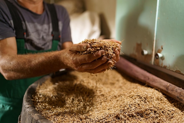 Cropped hand holding grains against rural landscape Wood barrel full of ripe golden oat whole grains after harvest on field