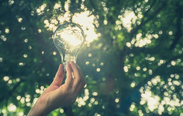 Cropped hand holding light bulb against trees