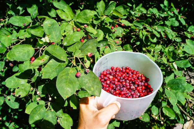 Cropped hand holding mug full of cherries in farm