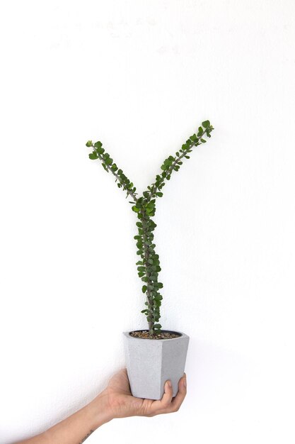 Photo cropped hand holding potted plant against white background