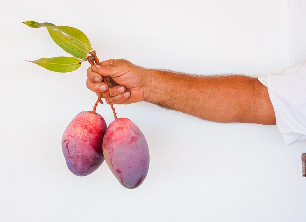 Photo cropped hand of man holding mangoes against white background