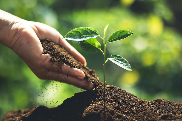 Cropped hand of man pouring soil on seedling