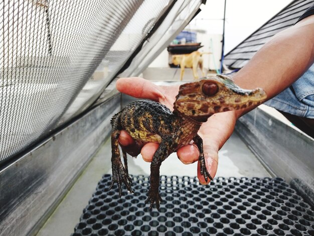 Photo cropped hand of person holding fish