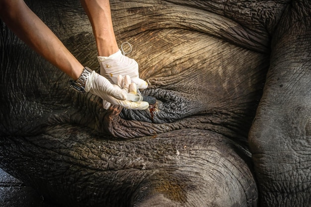 Photo cropped hand of person injecting elephant