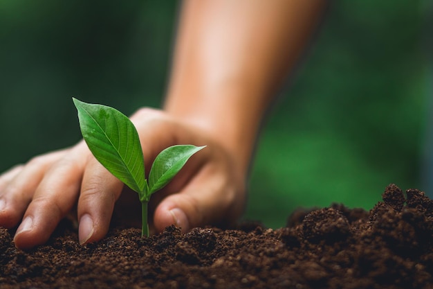 Cropped hand planting seedling in dirt